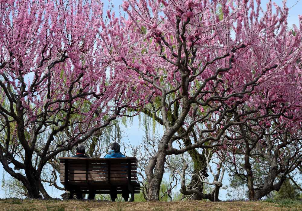 XxjpsgC000020_20260402_CBMFN0A009