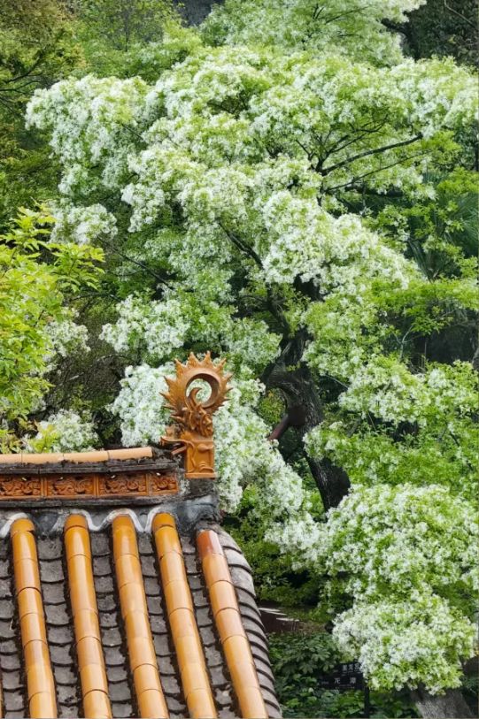 7caf8ef7bc534a66a2a606556e291ab5