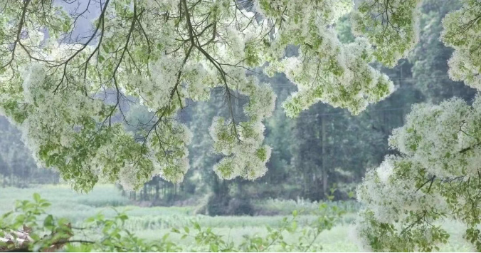 0ceca93e0e8945ac8f6a3a4529cb0853