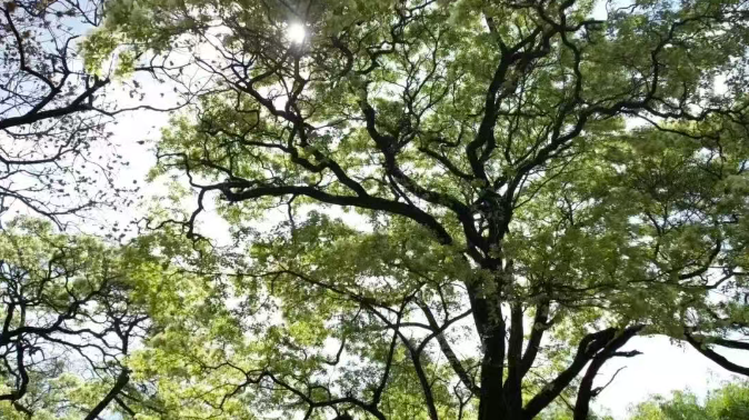 87c7d6b631be4bbfab3ff7847048e5db 87c7d6b631be4bbfab3ff7847048e5db