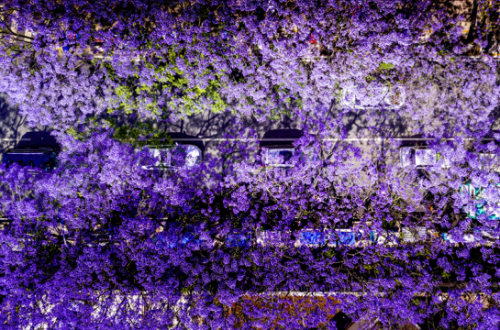 4207776_500x500 4207776_500x500